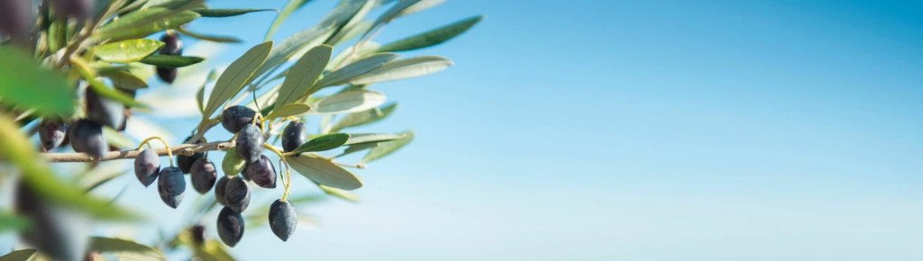 Andrea Giudiceandrea